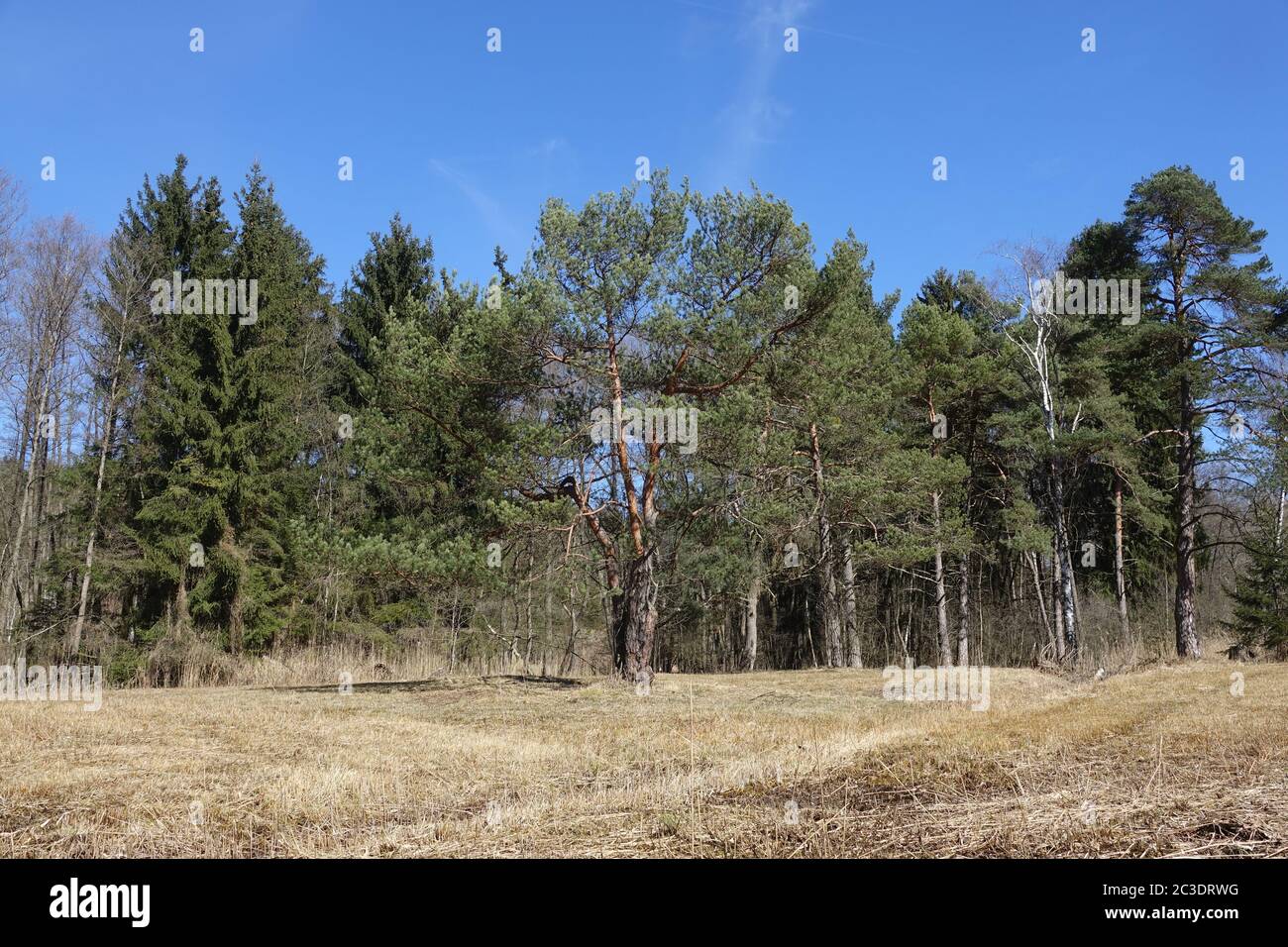 Pinus Sylvestris, Kiefer Stockfoto