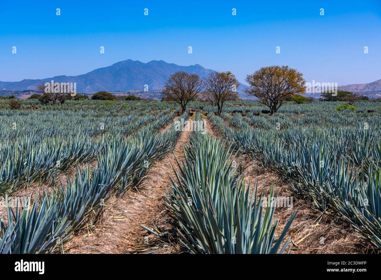 Blue Agave Field in Tequila, Jalisco, Mexiko Stockfoto