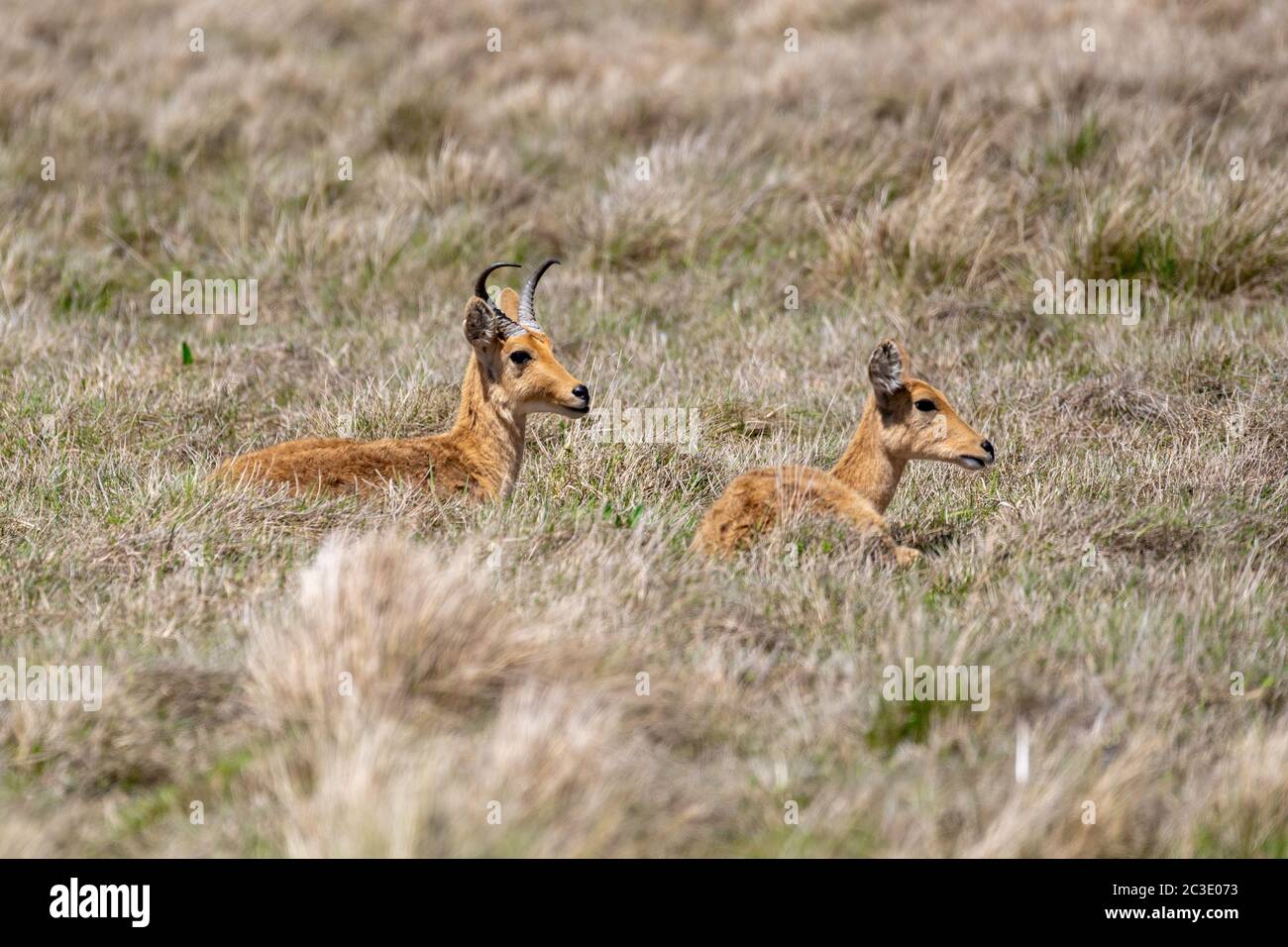 Antilope Bohor reedbuck, Bale Mountain, Äthiopien Stockfoto