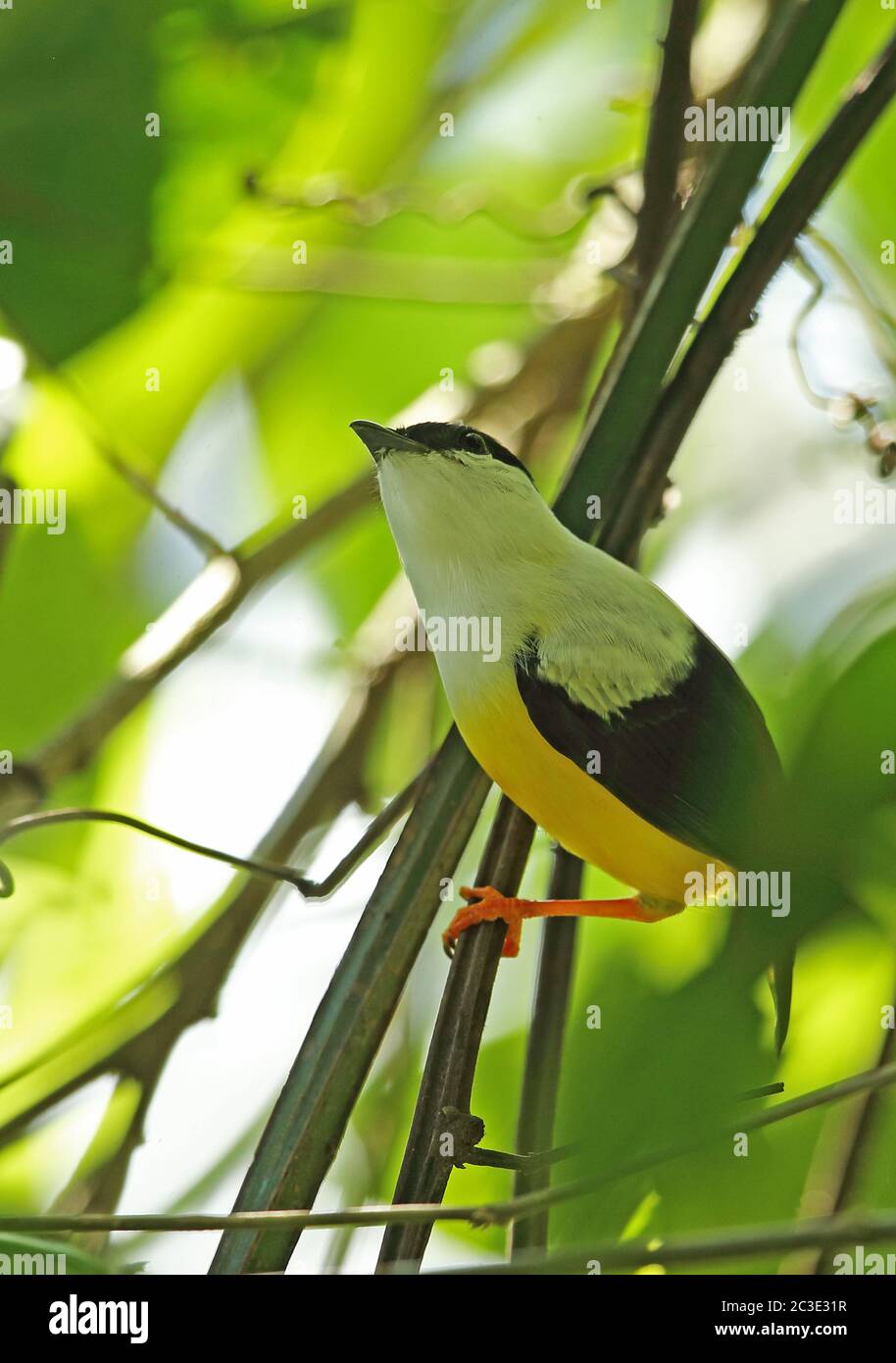 Manakin (Manacus candei) erwachsener Mann mit weißen Kragen, der auf dem Zweig Lancetilla Botanical Gardens thront, Honduras, Februar 2016 Stockfoto Manakin (Manacus candei) erwachsener Mann mit weißen Kragen, der auf dem Zweig Lancetilla Botanical Gardens thront, Honduras, Februar 2016 Stockfoto