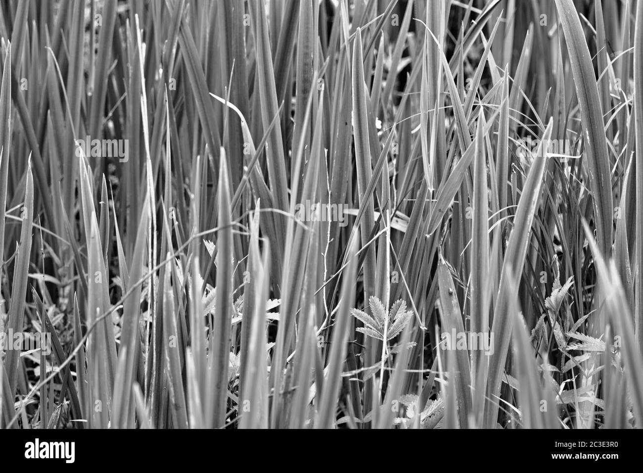 Auf dem See, rauscht Pflanzen Detail. Künstlerische Optik in schwarz und weiß. Stockfoto