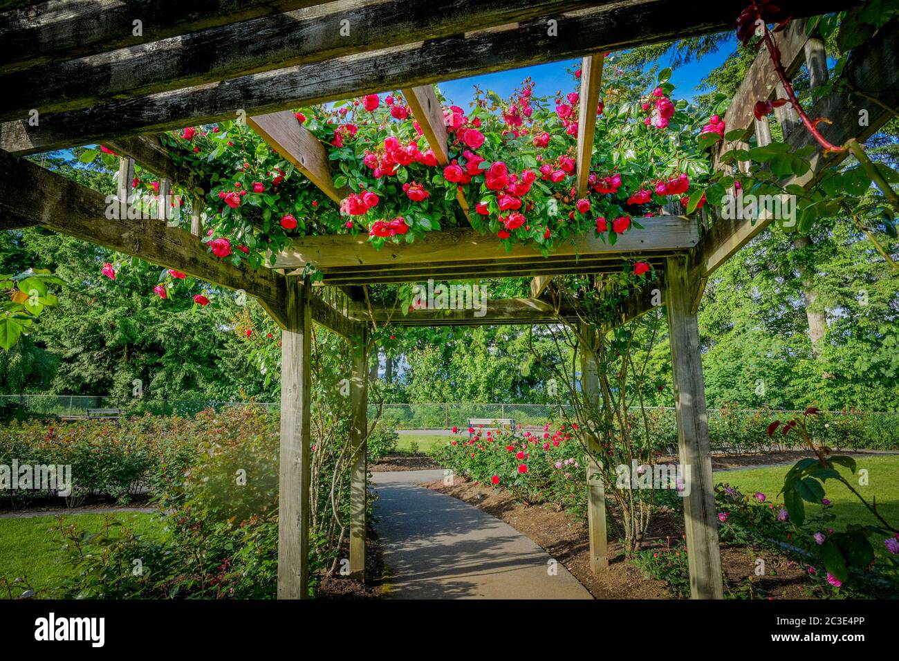 Rose Garden, Centennial Park, Burnaby Mountain, British Columbia, Kanada Stockfoto