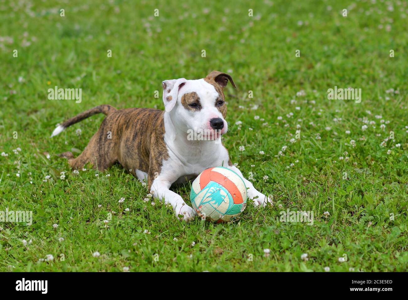 Hund liegt auf dem Gras mit einem Ball im Sommergarten. American staffordshire Terrier im Freien, glücklich und gesund Haustiere Konzept Stockfoto