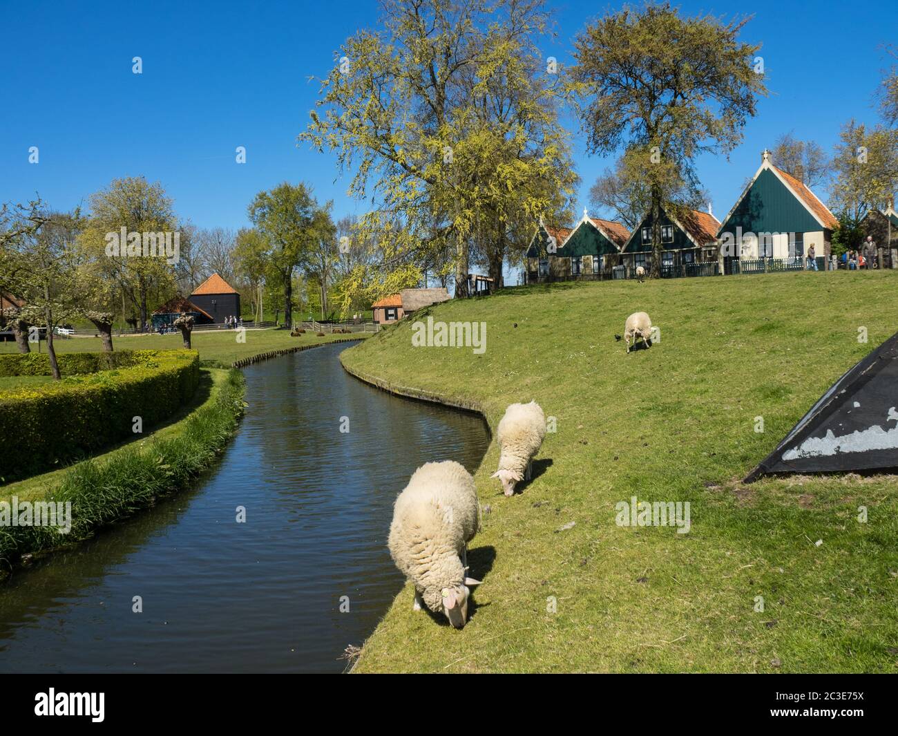 Schafe am Bach Stockfoto