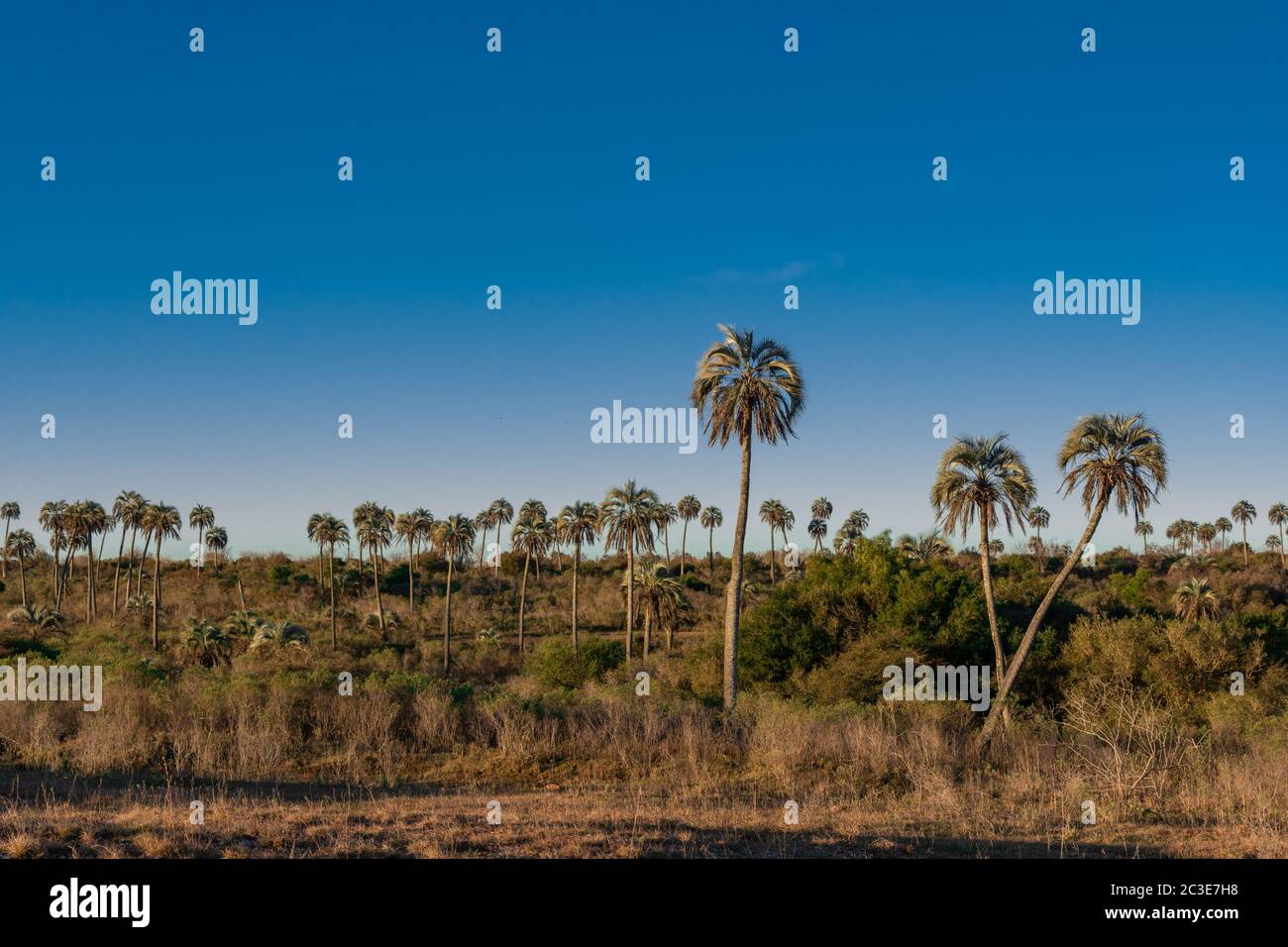 Wunderschöne Landschaft des El Palmar Nationalparks in Argentinien mit Yatay Palmen Stockfoto