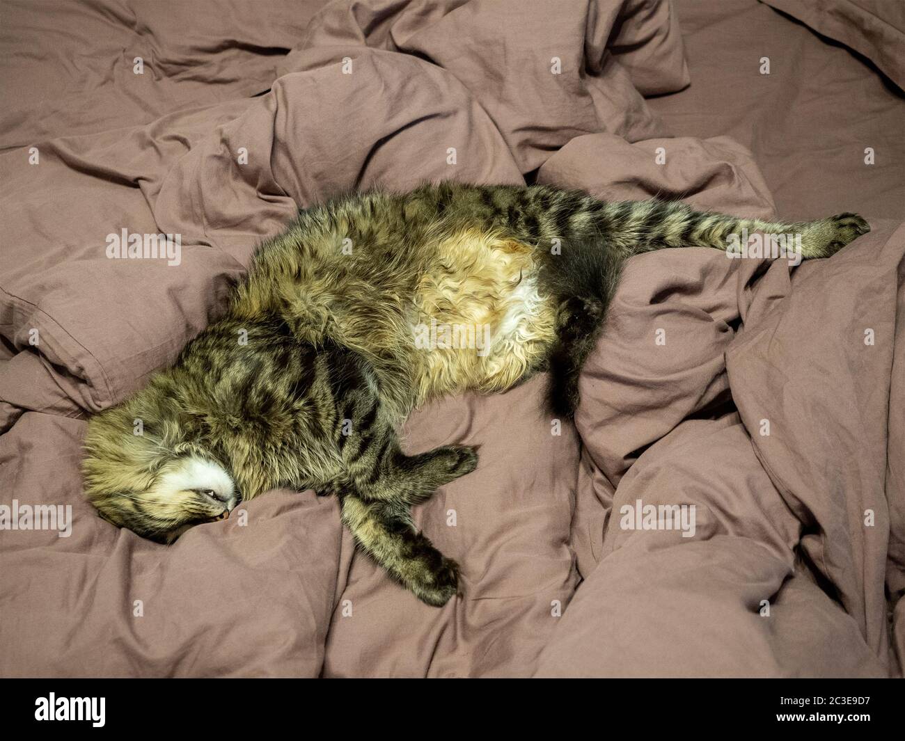 Gestreifte flauschige Katze schläft, die ihre Beine ausstreckt und ihr Gesicht in einem braunen Bett vergraben hat. Stockfoto