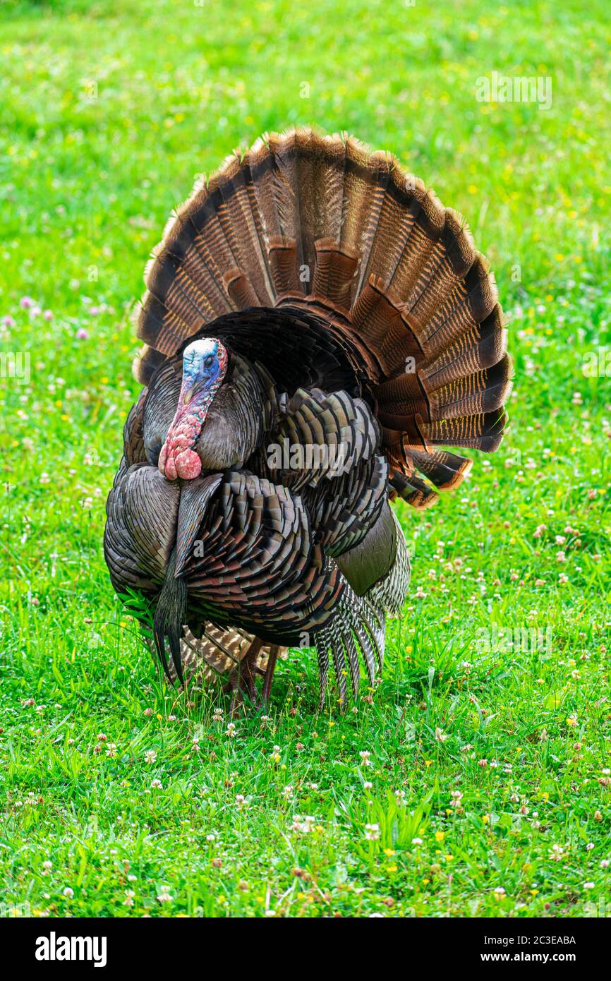 Vertikale Aufnahme eines wilden Smoky Mountain türkei. Grüner Rasen Hintergrund. Stockfoto