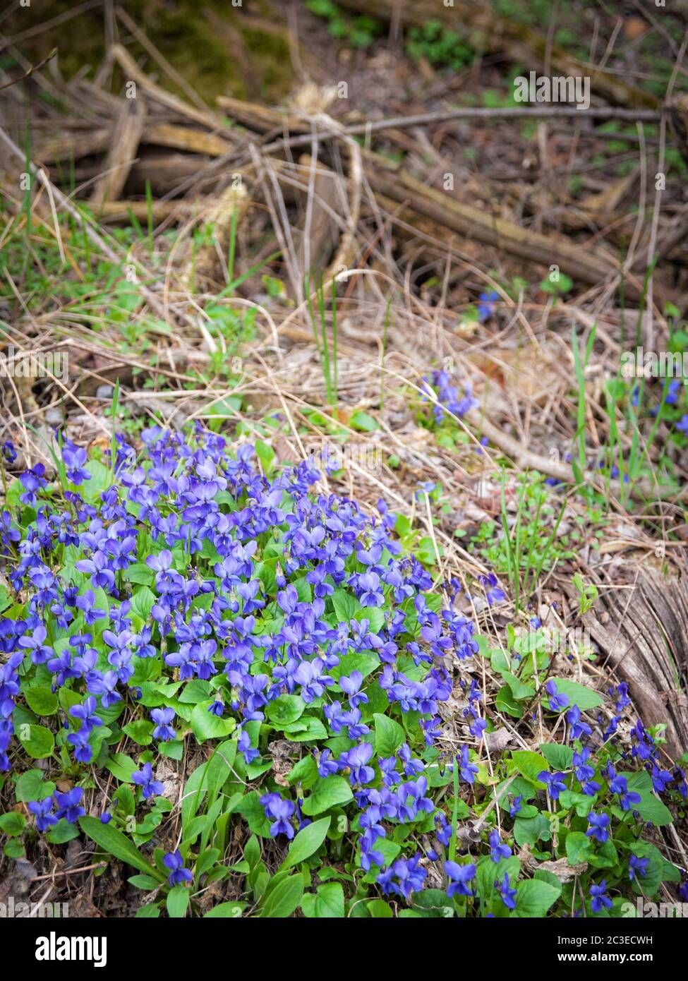 Veilchen blüht im Frühling Stockfoto