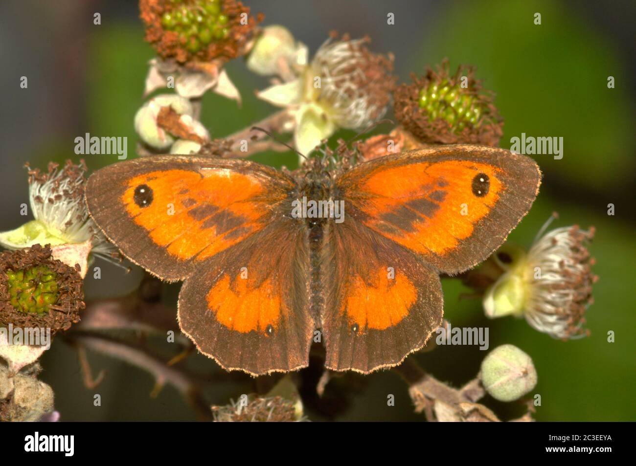 Torwart Schmetterling, 'Pyronia tithonus', gewöhnlich, Juli und August, auf Brombeerblüten, Hecken, Sträuchern, Dorset, Großbritannien Stockfoto