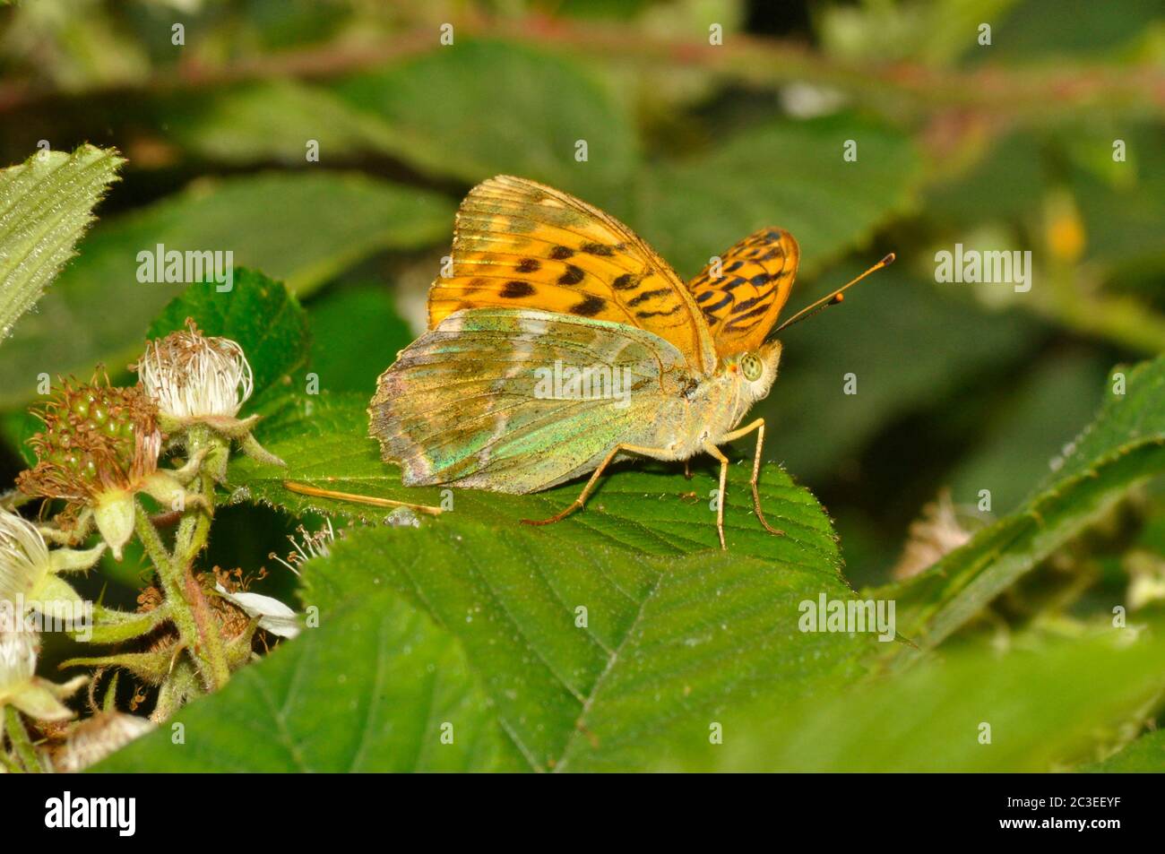 Silbergewaschene Fritillary, 'Argynnis paphia', Schmetterling, Waldgebiete, auf Brombeerblatt, Juli und August, Dorset, Großbritannien Stockfoto