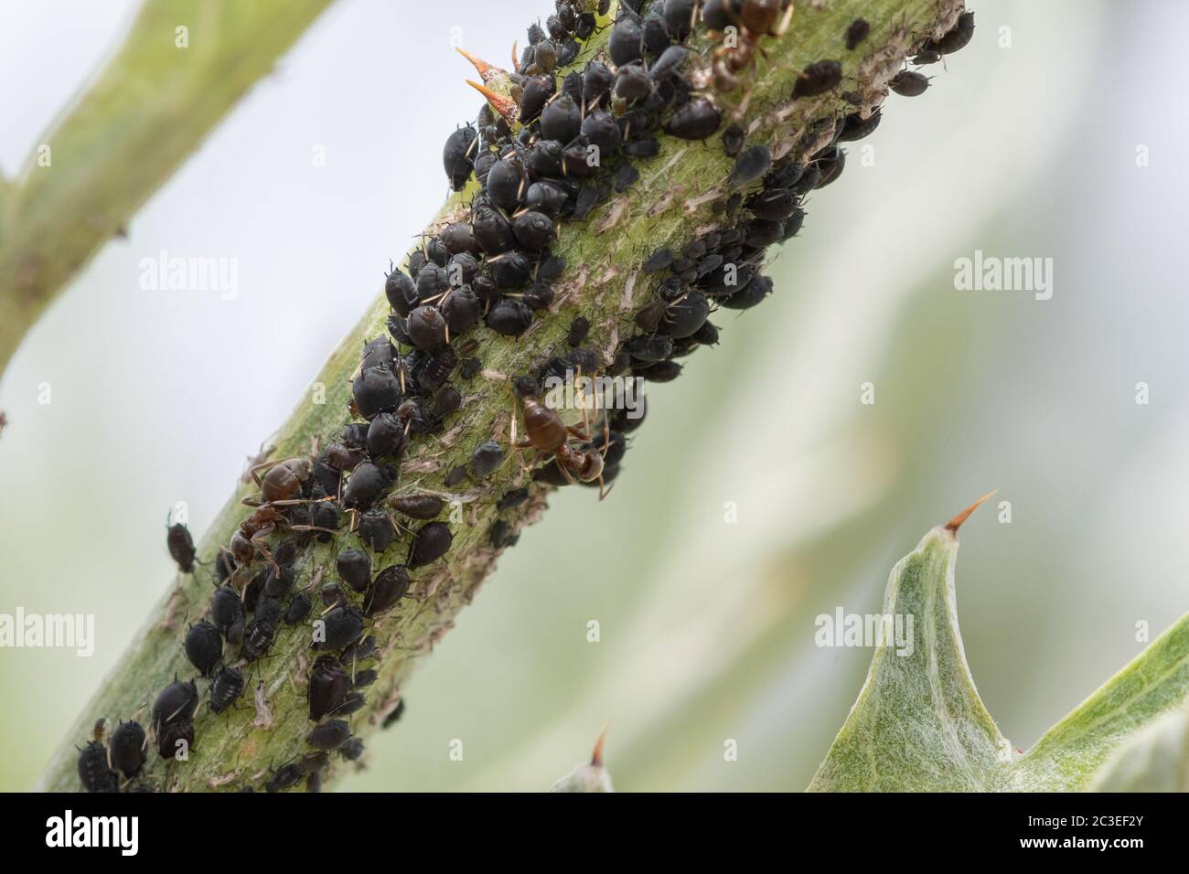 Fliegenbefall Stockfotos und -bilder Kaufen - Alamy