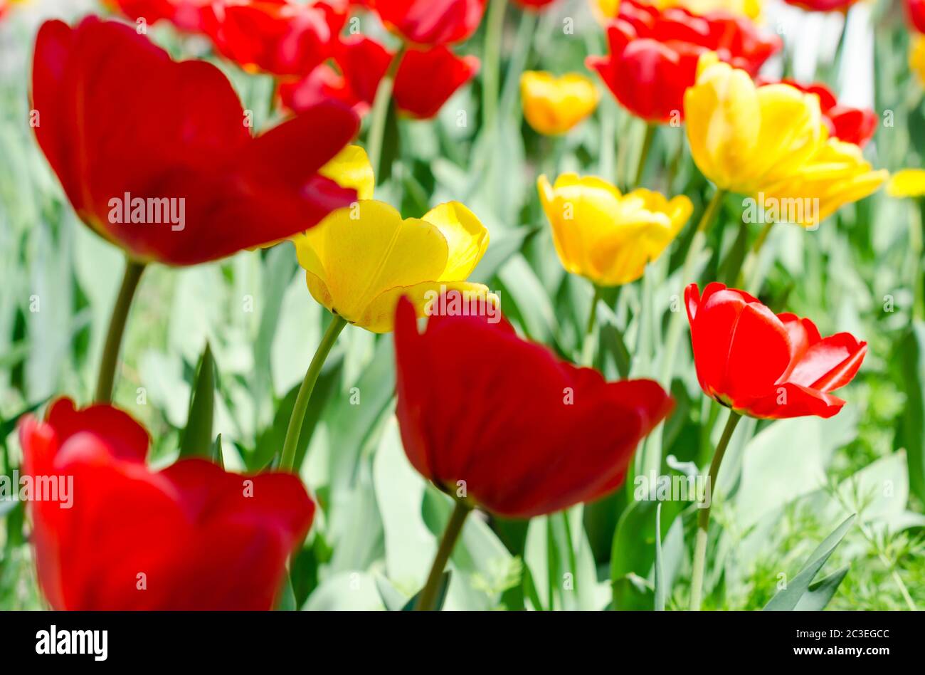 Rasen mit roten und gelben Tulpen Nahaufnahme Stockfoto