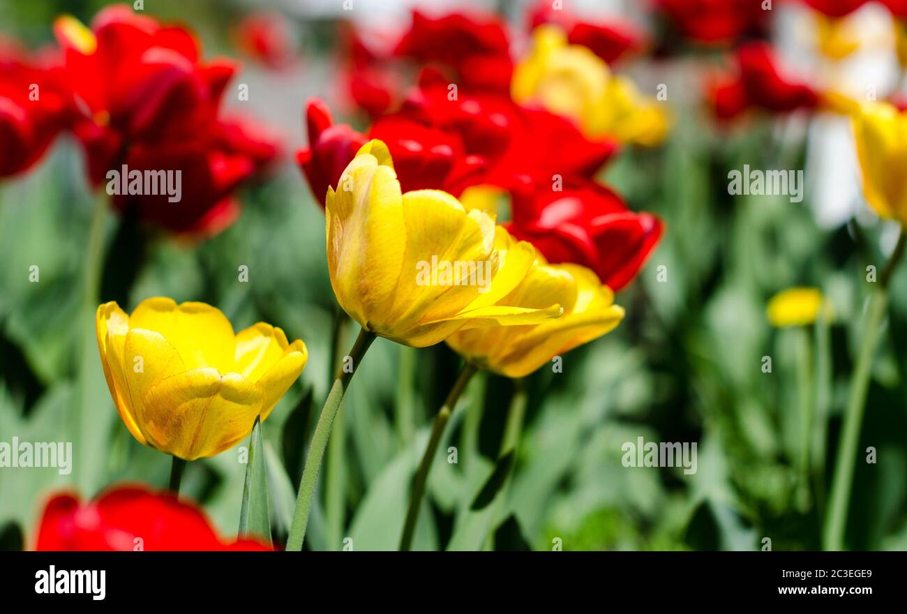 Rasen mit roten und gelben Tulpen Nahaufnahme Stockfoto