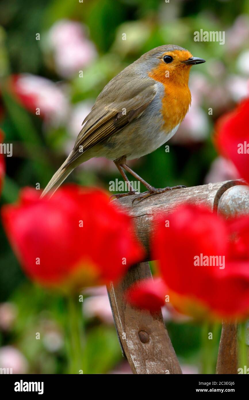 Europäischer Robin, Erithacus rubecula, ein bekannter Gartenvogel in Großbritannien, der auf einem Gabelgriff unter roten Tulpen thront Stockfoto