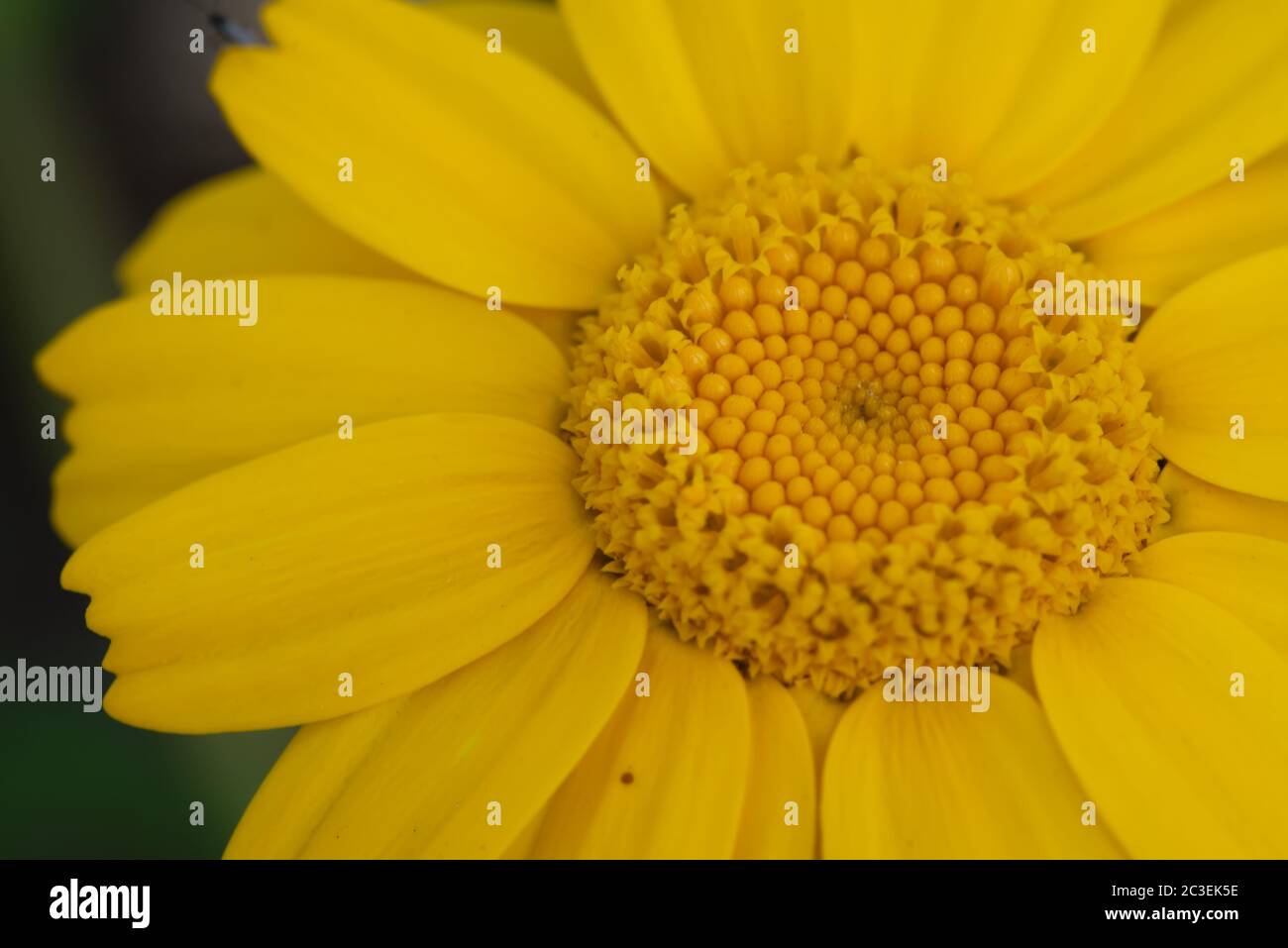 Nahaufnahme Blume Stockfoto