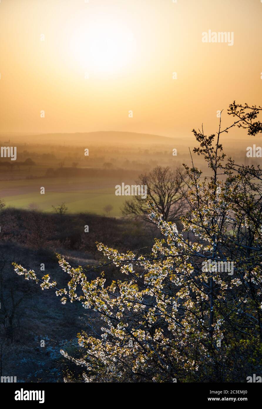 Kirschbaum mit Blüten bei Sonnenuntergang im Burgenland Stockfoto