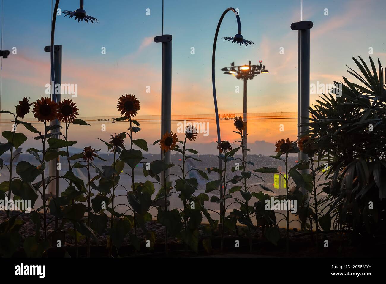 Singapur. März 2019. Sonnenblumengarten im Changi Flughafen bei Sonnenaufgang Stockfoto