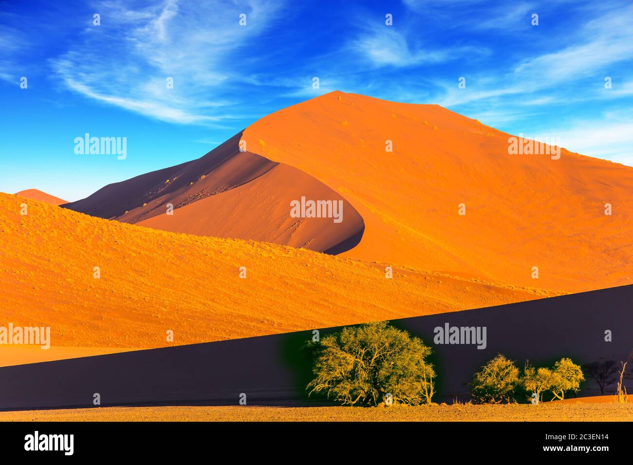 Pflanzen und Sträucher in einer riesigen Wüste Stockfoto