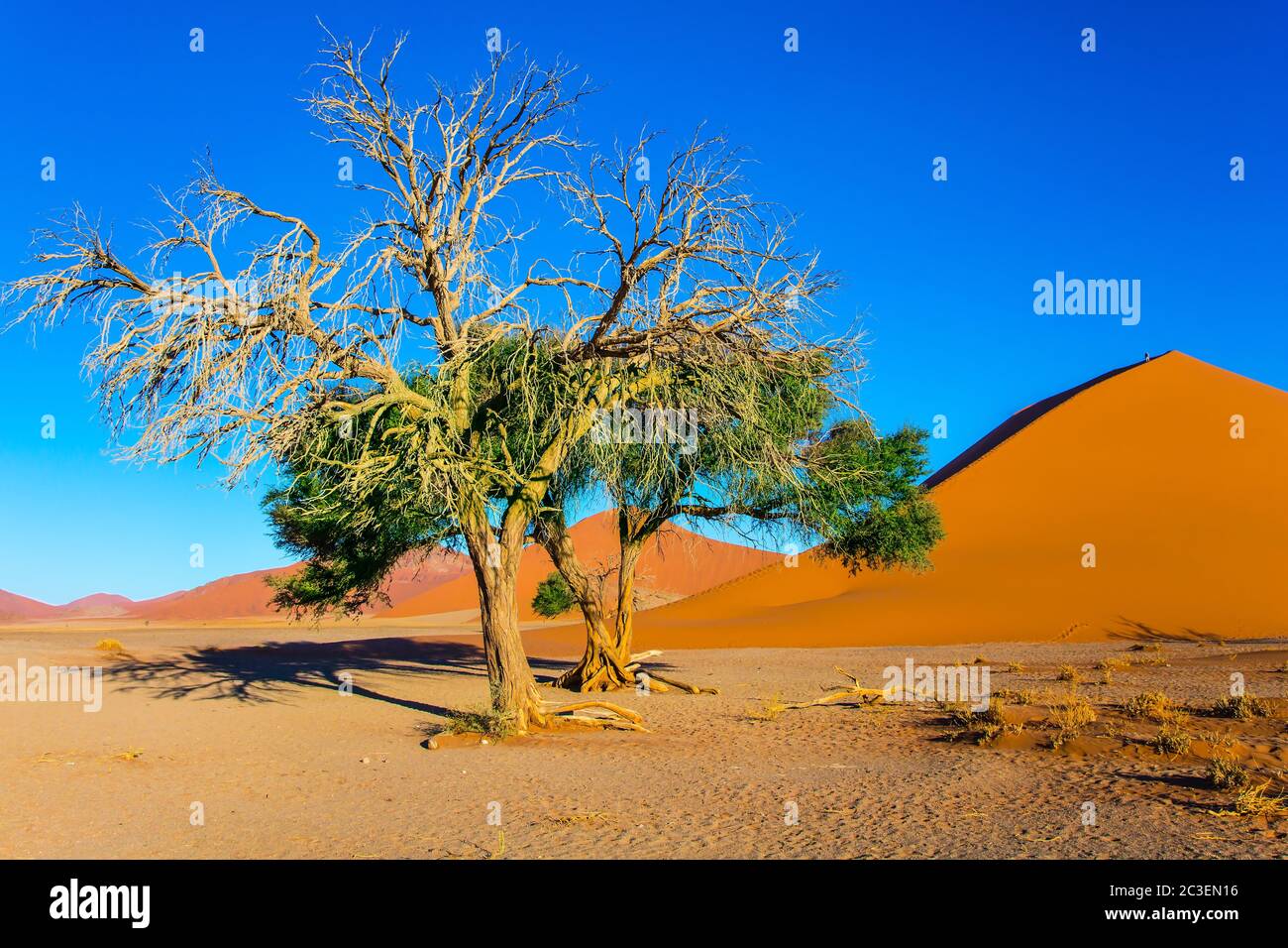 Kleiner Baum in der Namib Wüste Stockfoto