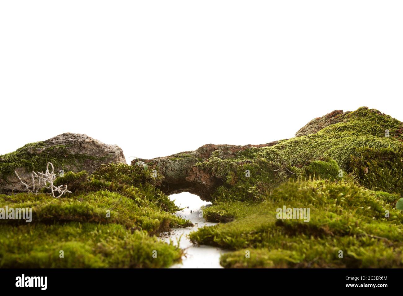 Surreale Landschaft mit wolligen Moos auf weißem Hintergrund. Stockfoto