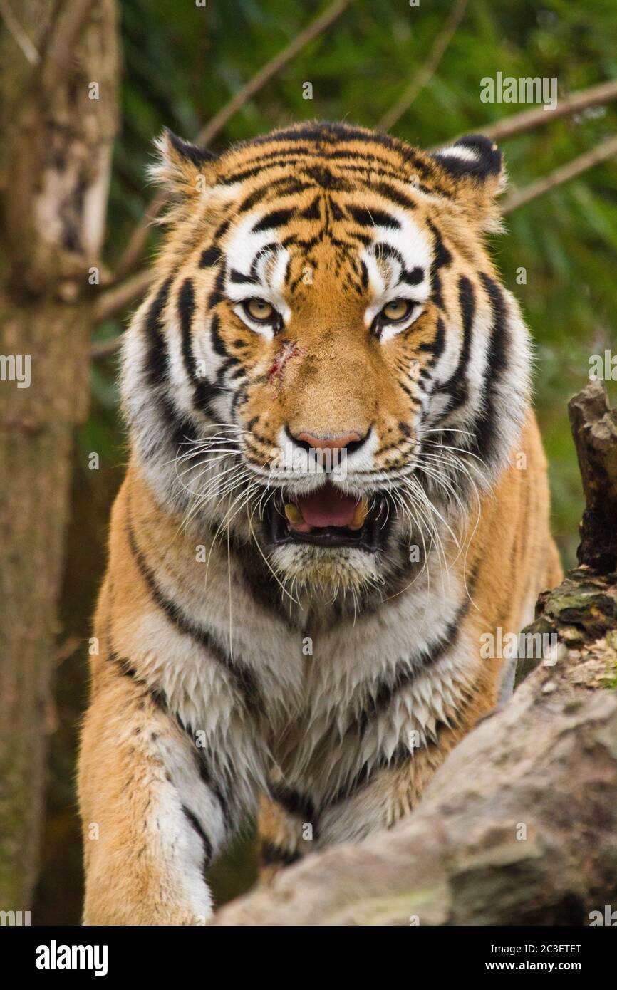 Sibirischer Tiger (Panthera Tigris Altaica) Stockfoto
