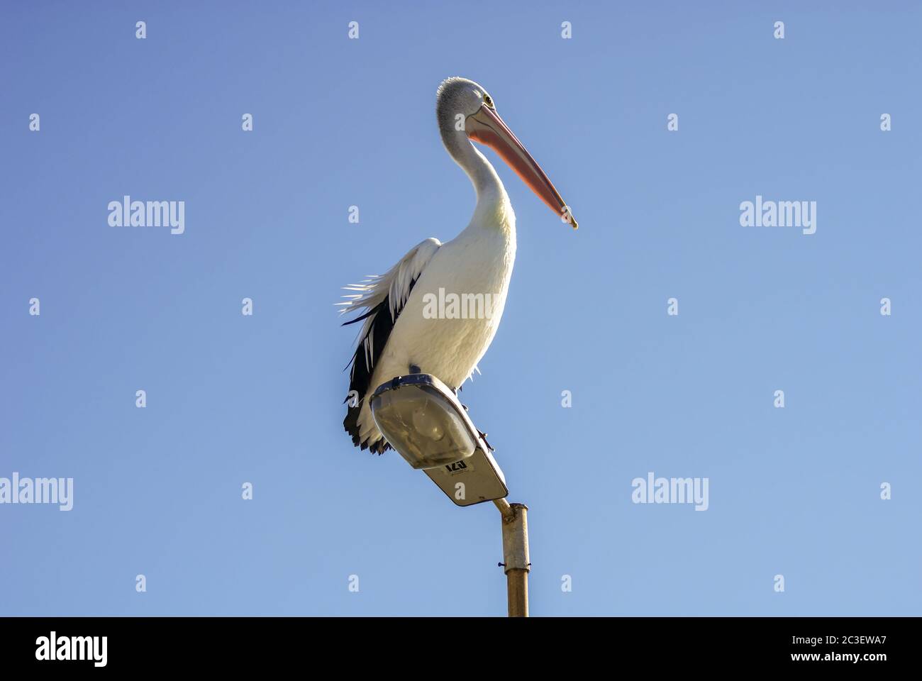 Australischer Pelikan auf einem Lampenpfosten Stockfoto