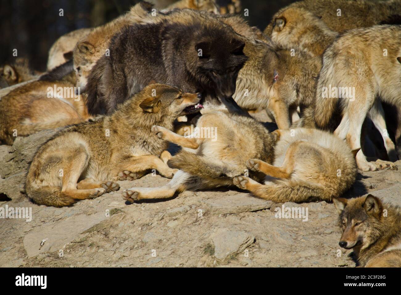 Ostwolf oder amerikanischer Grauwolf (Canis lupus lycaon) Stockfoto