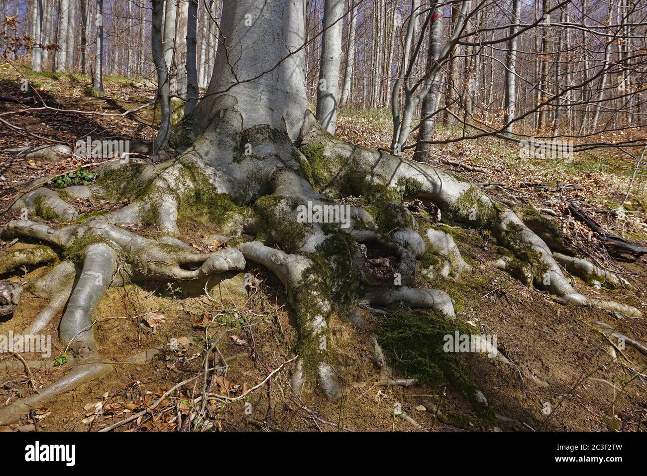 Buche, Wurzeln Stockfoto