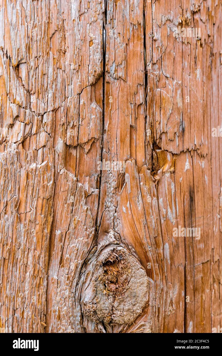 Holzverfall mit Holztermiten, Alter Grunge dunkel texturierter Holzhintergrund, die Oberfläche der alten braunen Holzstruktur Stockfoto