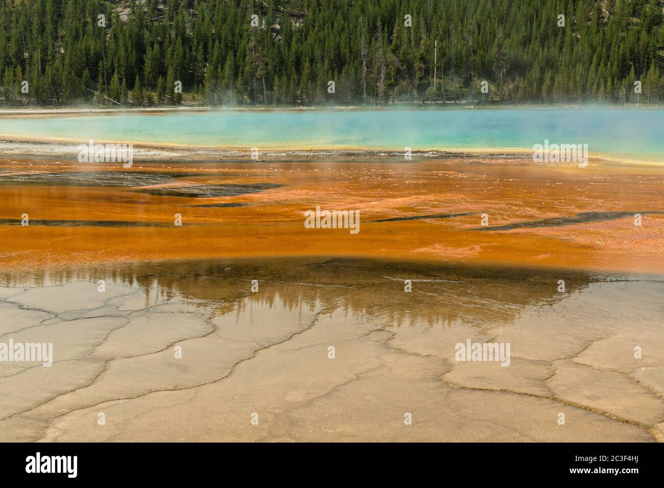 Bunte Cyanobakterien-Matten umgeben die Grand Prismatic Spring, die größte heiße Quelle im Yellowstone National Park und drittgrößte der Welt. Grand Prismatic ist etwa 250 mal 300 Fuß groß, durchschnittlich 160 Grad Fahrenheit und ist bis zu 160 Fuß tief. Die hellen Farben um die Quelle sind von Mikroorganismen, die im Heißwasserabfluss wachsen. Die Grand Prismatic Spring ist Teil der Midway Geyser Basin Excelsior Group in Yellowstone, Wyoming. Stockfoto