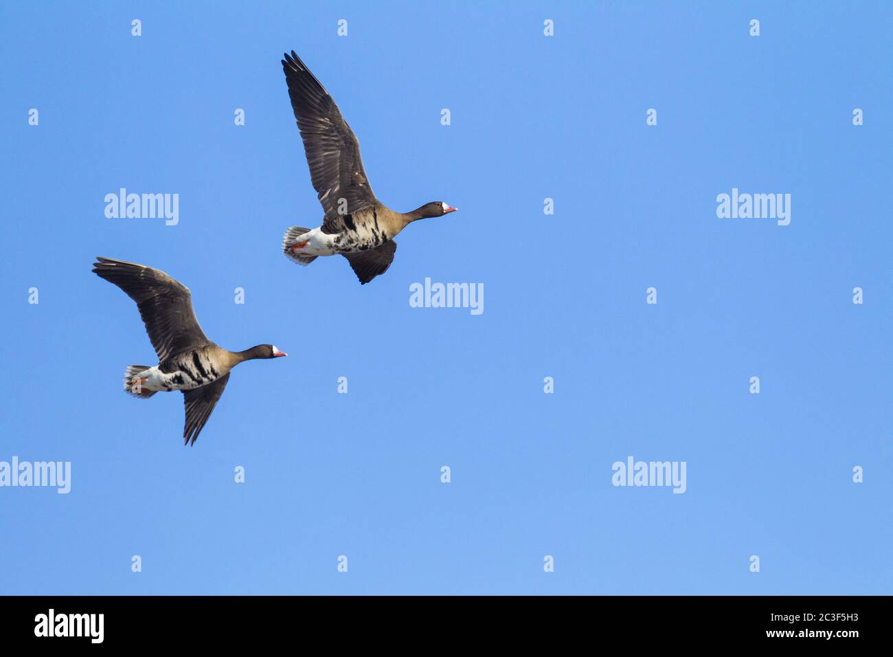 Großgänse während der Wanderung Stockfoto