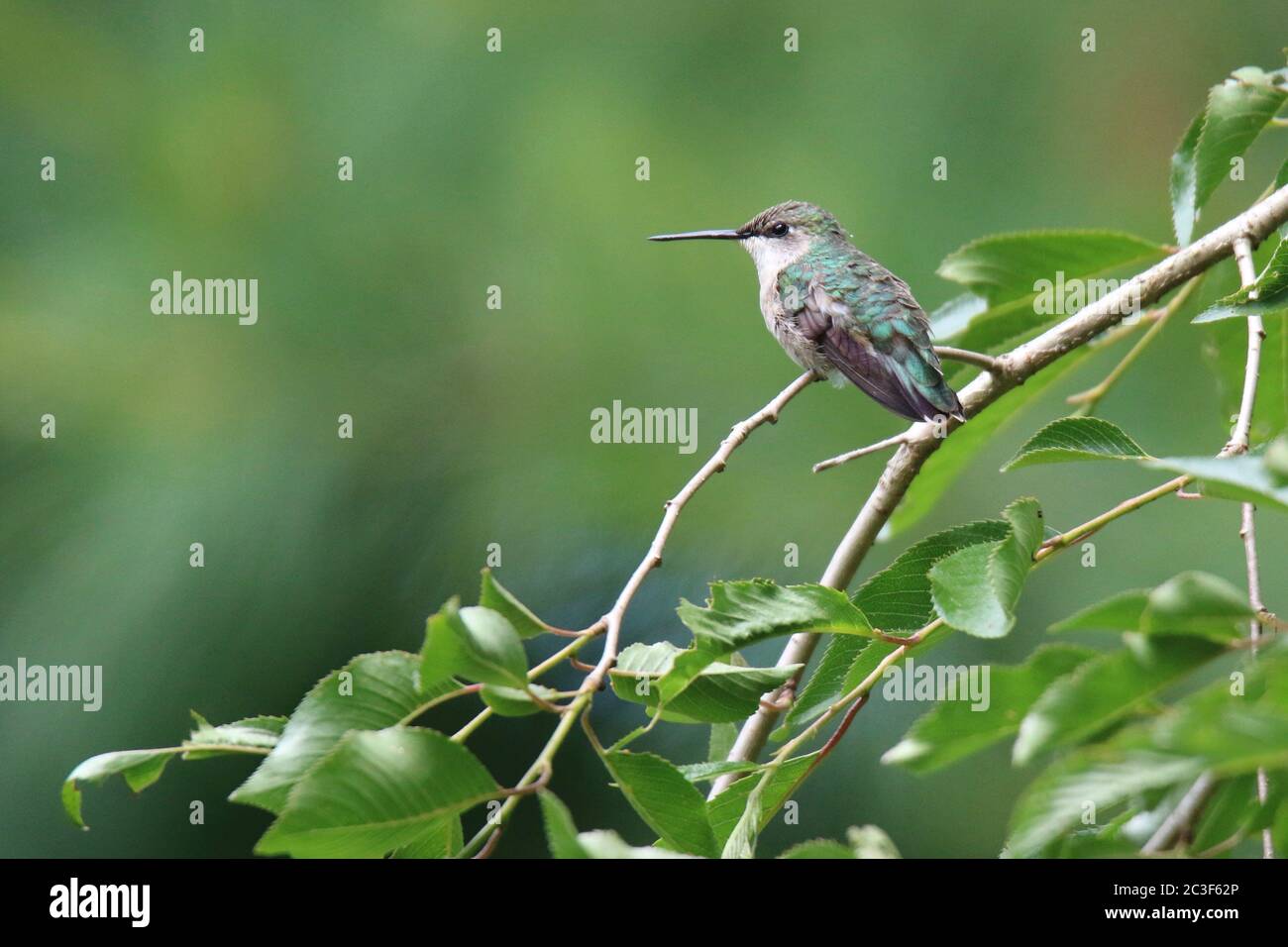 Weibchen Rubin kehlige Kolibri Archilochus colubris Stockfoto