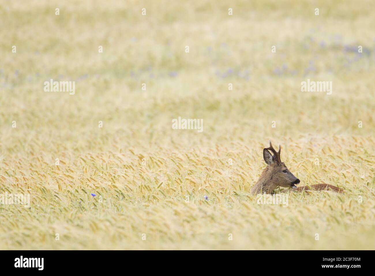 Reh-Hirschbock sucht Nahrung in einem Gerstenfeld mit Kornblumen Stockfoto