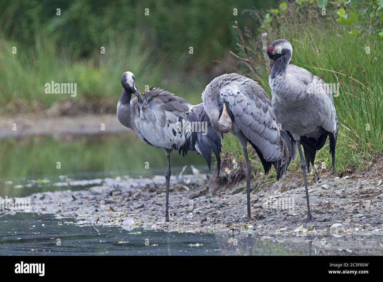 Gewöhnliche Kraniche Erwachsene und junge Vögel preening Stockfoto