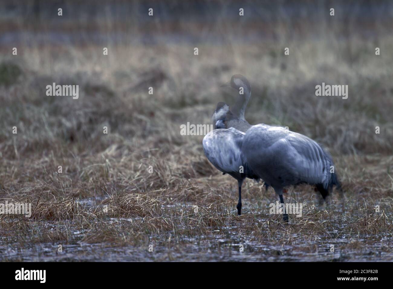 Kraniche am Platz Stockfoto