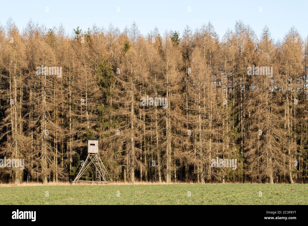 Dürre Barkkenkäfer sterben Wald im Harz Stockfoto