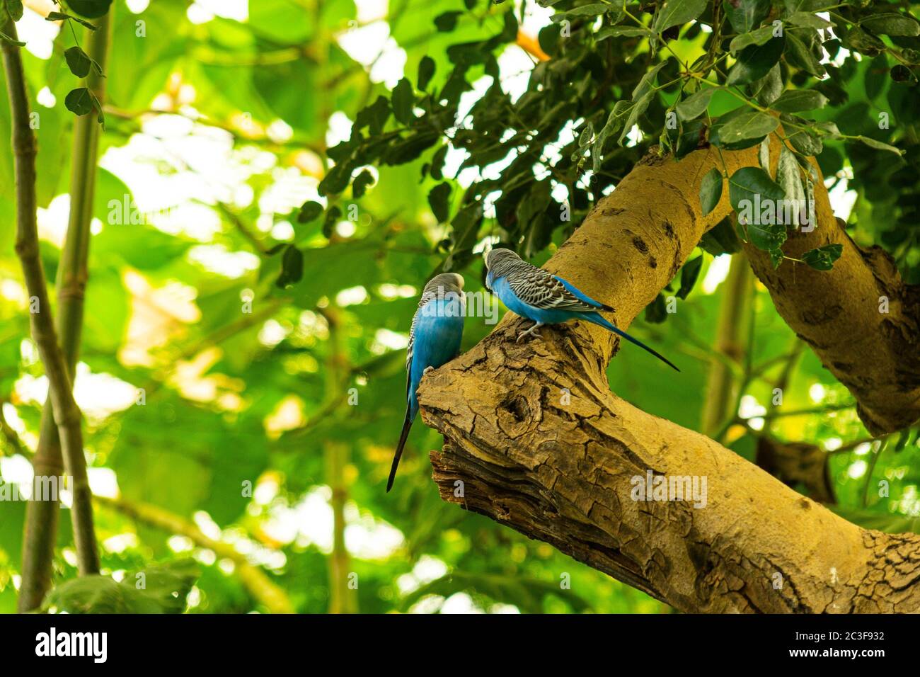 Zwei blaue Papageien, die in einem Baum thronen Stockfoto