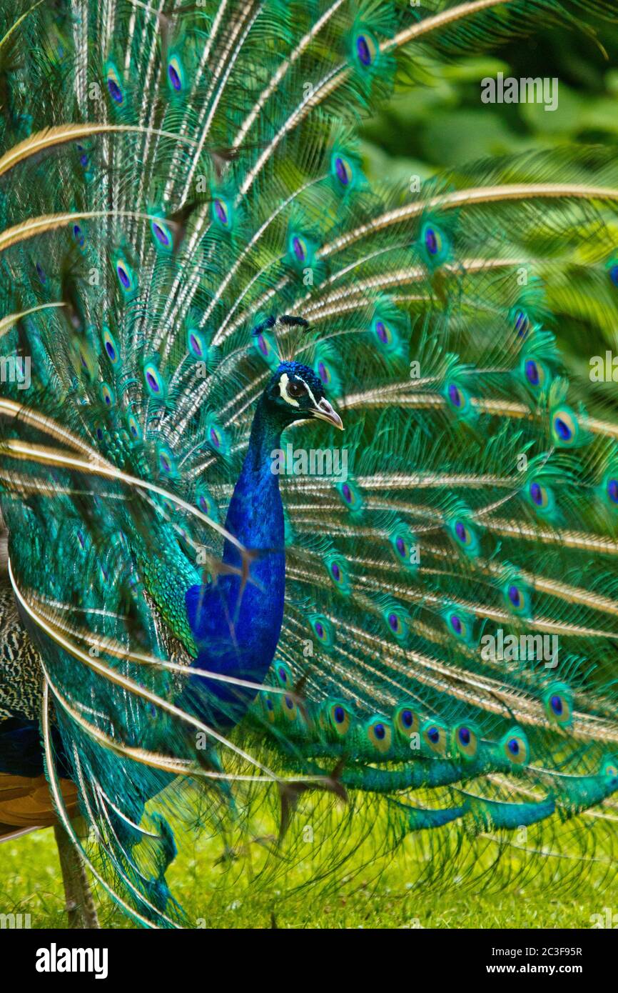Indischen Pfauen oder blaue Pfauen (Pavo Cristatus) Stockfoto