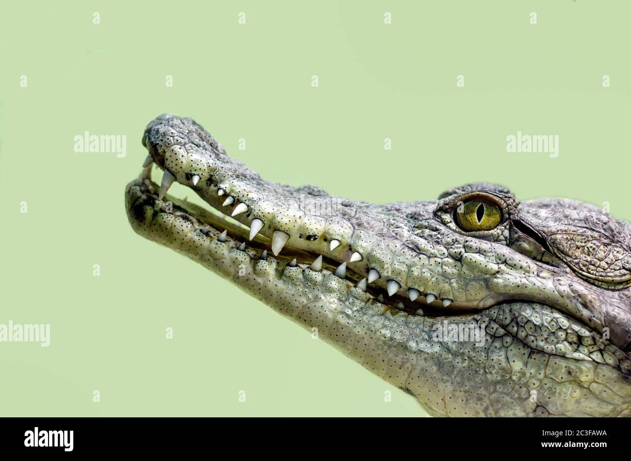 Krokodilkopf mit toothem Mund und gelbem Auge isoliert dicht auf grünem Grund Stockfoto