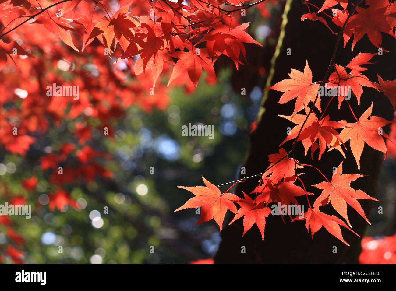 Nahaufnahme eines japanischen Ahorns mit roten Herbstblättern Stockfoto