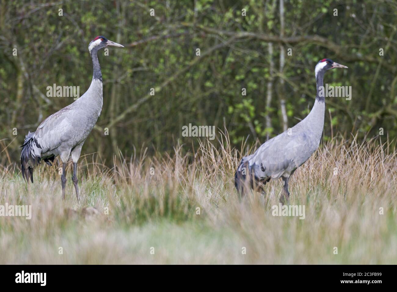 Gewöhnliche Kraniche im frühen Frühjahr Stockfoto