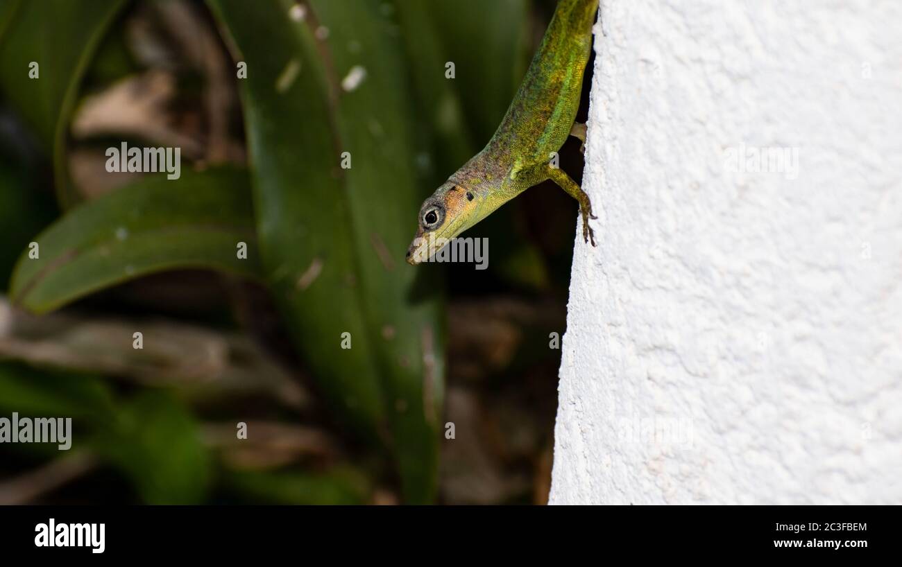 Gesicht mit einem Auge, das eine grüne anolis extremus oder Barbados Anole Eidechse zeigt, die auf einer weißen Wand im Freien sitzt, vor einem verschwommenen Hintergrund der Natur Stockfoto