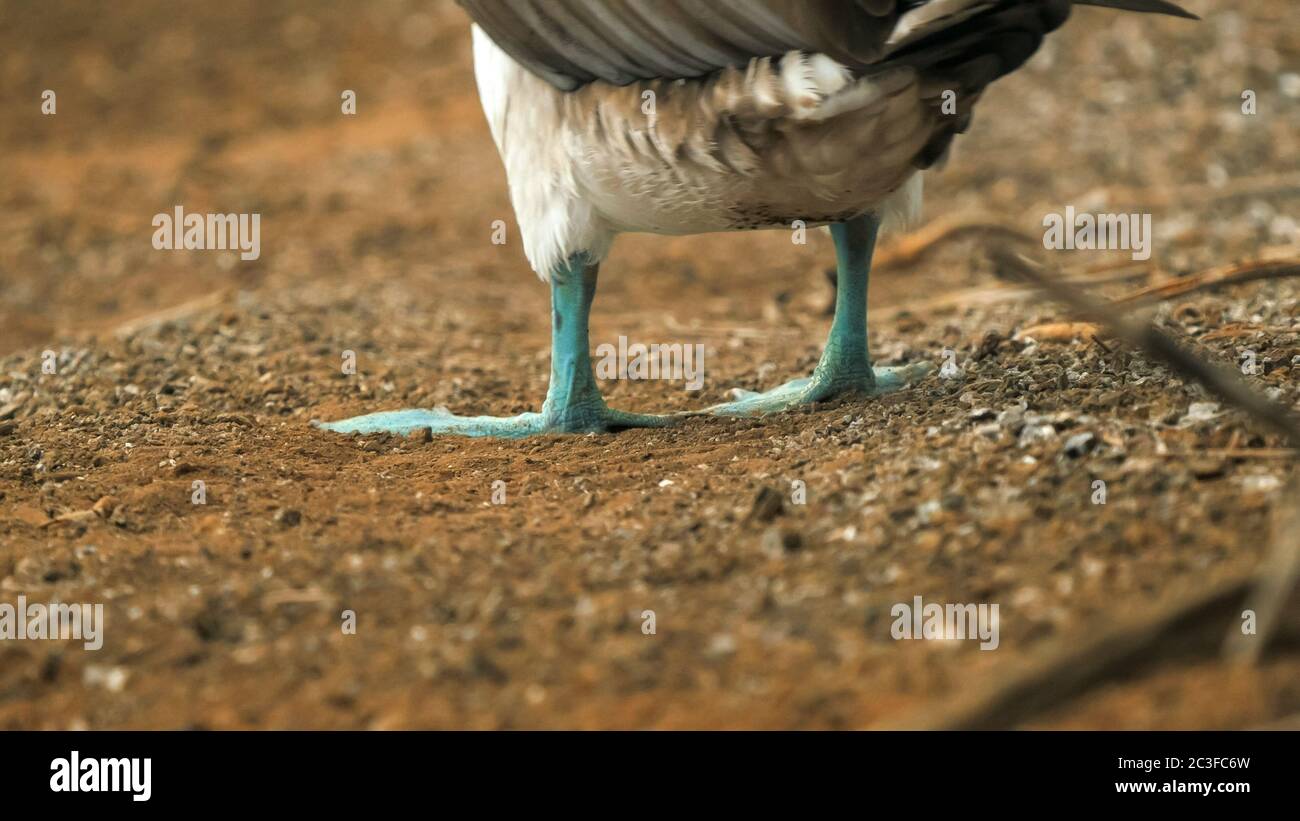 Hinten Low-Angle-Aufnahme eines blaufüßigen Booby, der seine Füße in den galapagos hebt Stockfoto
