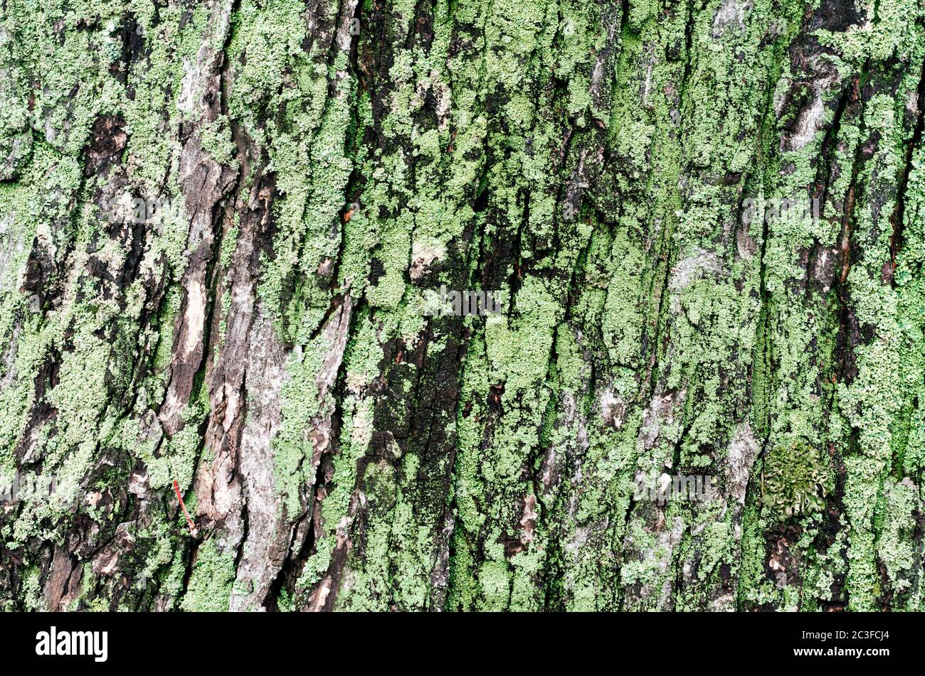 Holzhintergrund Ahornbaum Stamm mit grünem Moos Stockfoto
