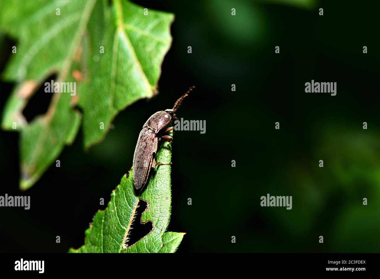 Braunes fliegendes Insekt. Stockfoto