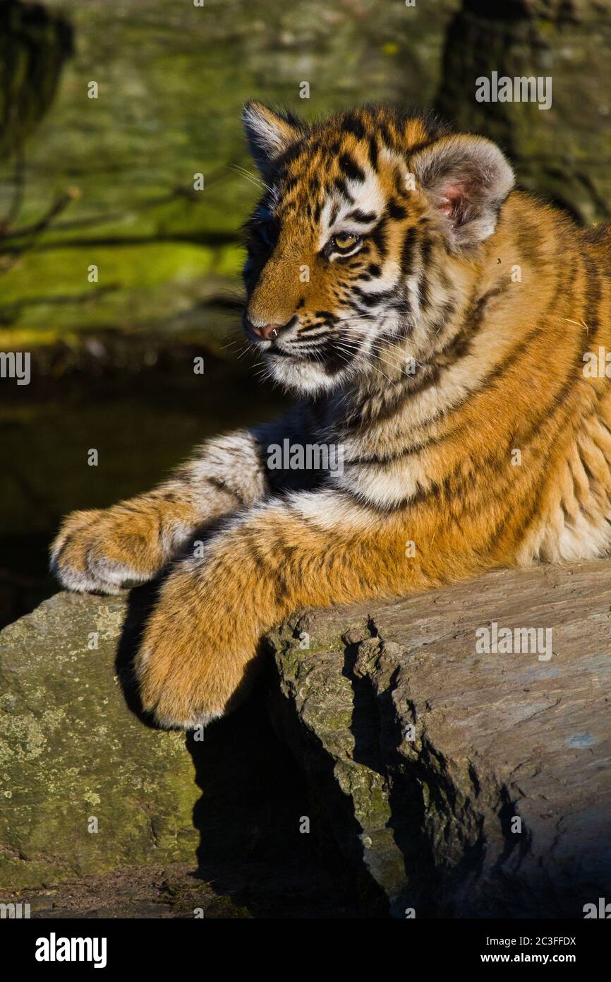 Junge sibirische Tiger (Panthera Tigris Altaica) Stockfoto