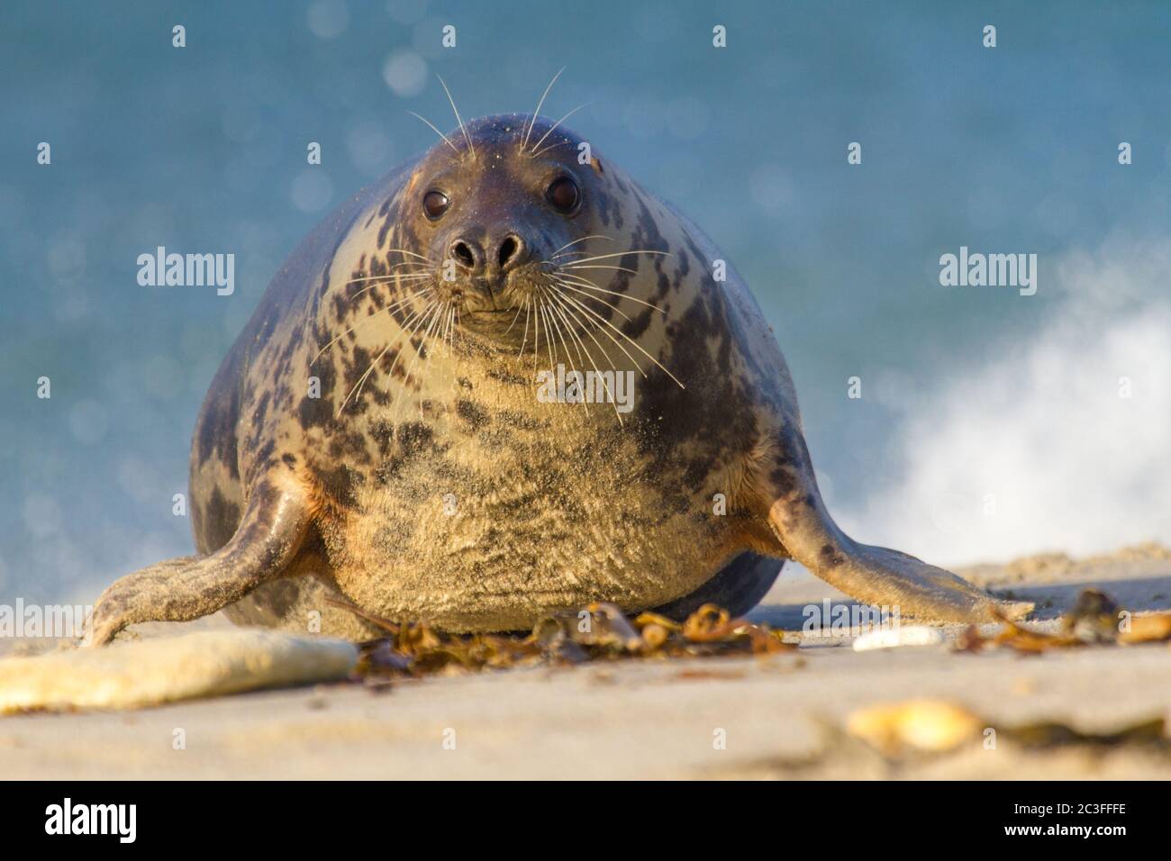 Kegelrobben (Halichoerus grypus) in Helgoland, Deutschland Stockfoto