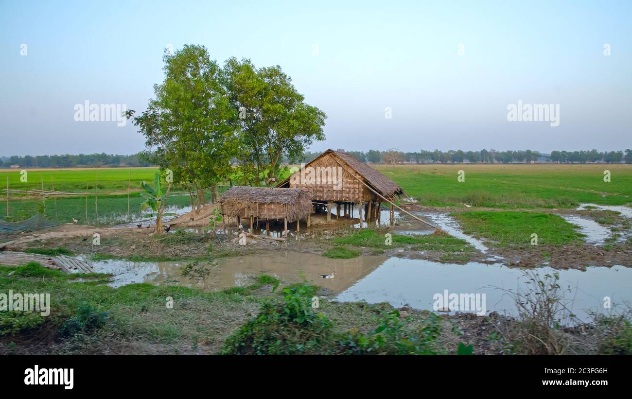 Birmanische Strohfarm auf einem Teich. Stockfoto