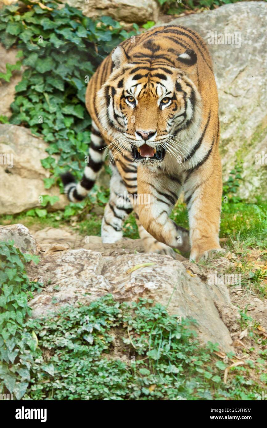Sibirischer Tiger (Panthera Tigris Altaica) Stockfoto