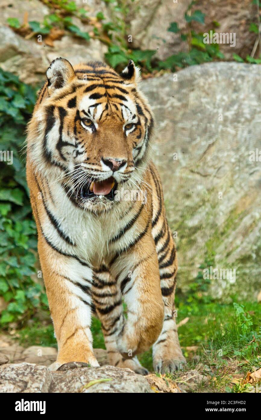 Sibirischer Tiger (Panthera Tigris Altaica) Stockfoto